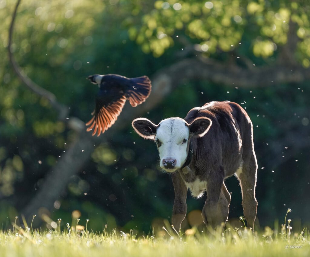 Mongolian Wildlife