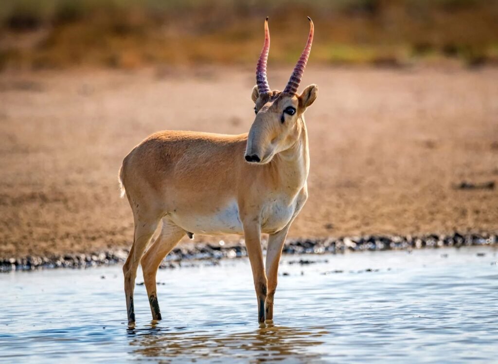 The Gobi Great Six Saiga