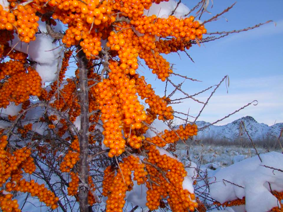 Mongolian Traditional Medicine Sea Buckthorn