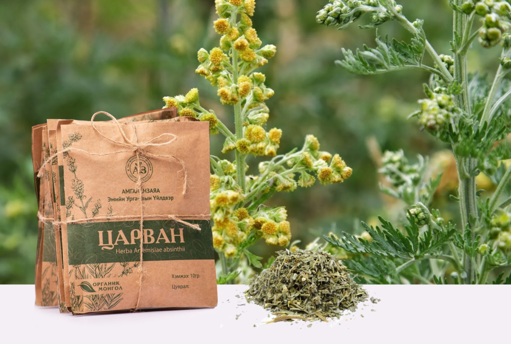 Mongolian Traditional Medicine Herba Aremisiae absinthii