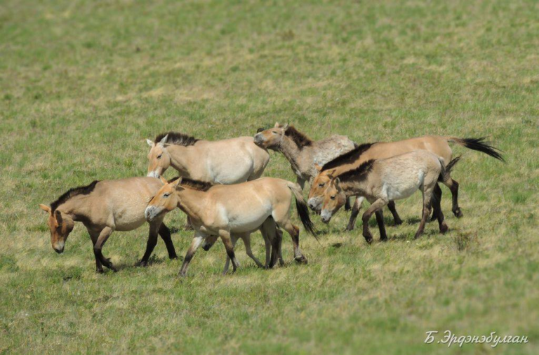 The Gobi Great Six: A Symphony of Conservation in Wilderness