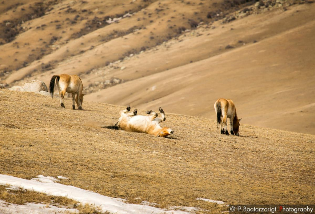 Takhi Horses