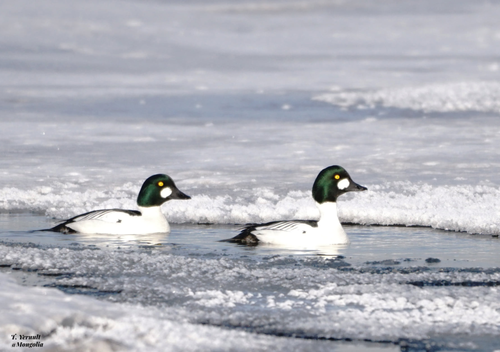 Mongolian winter wildlife