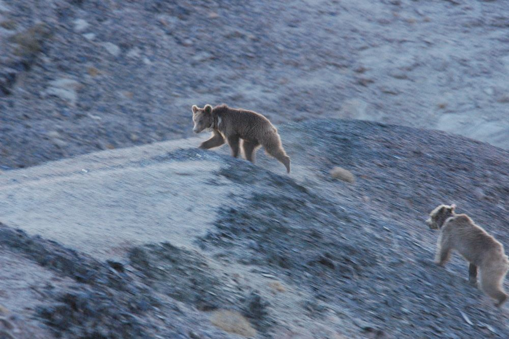 Mongolian winter wildlife Gobi bear Mazaalai