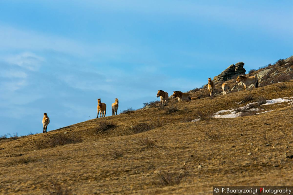 Takhi Horses