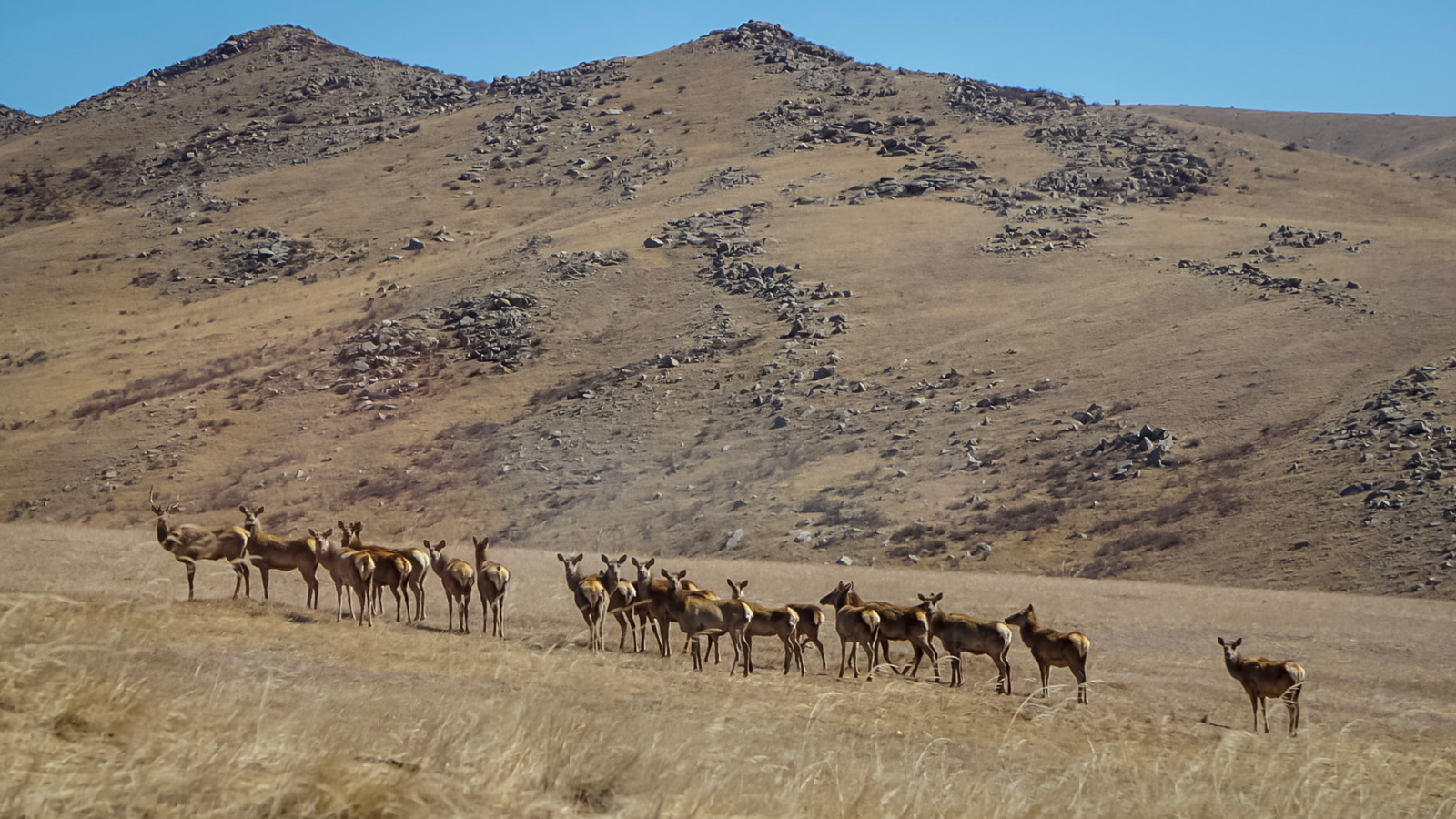 Takhi Horses