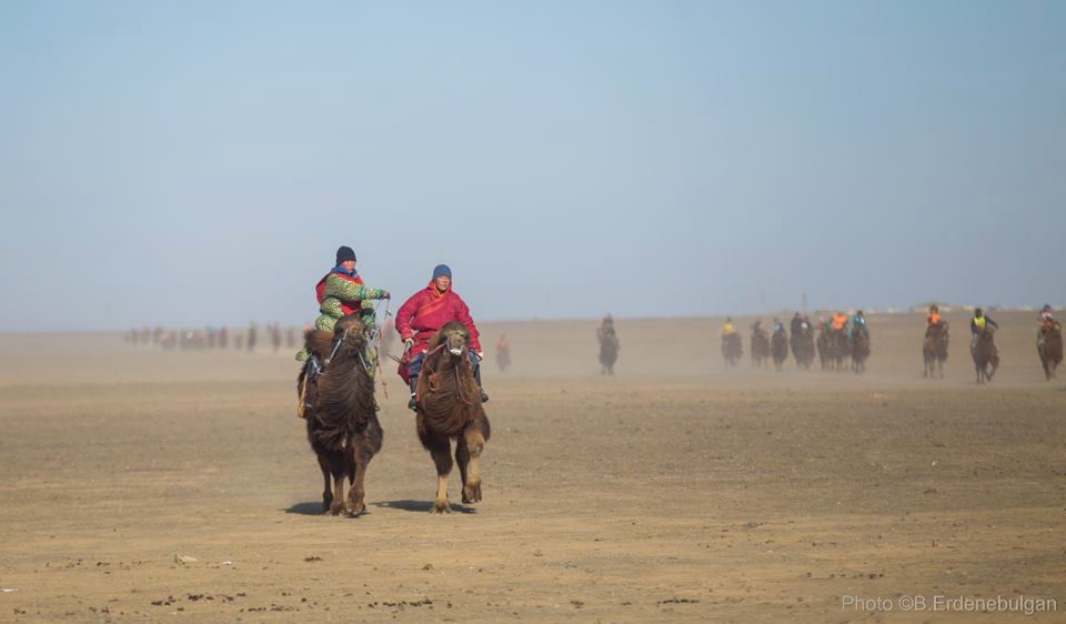 Thousand Camel Festival