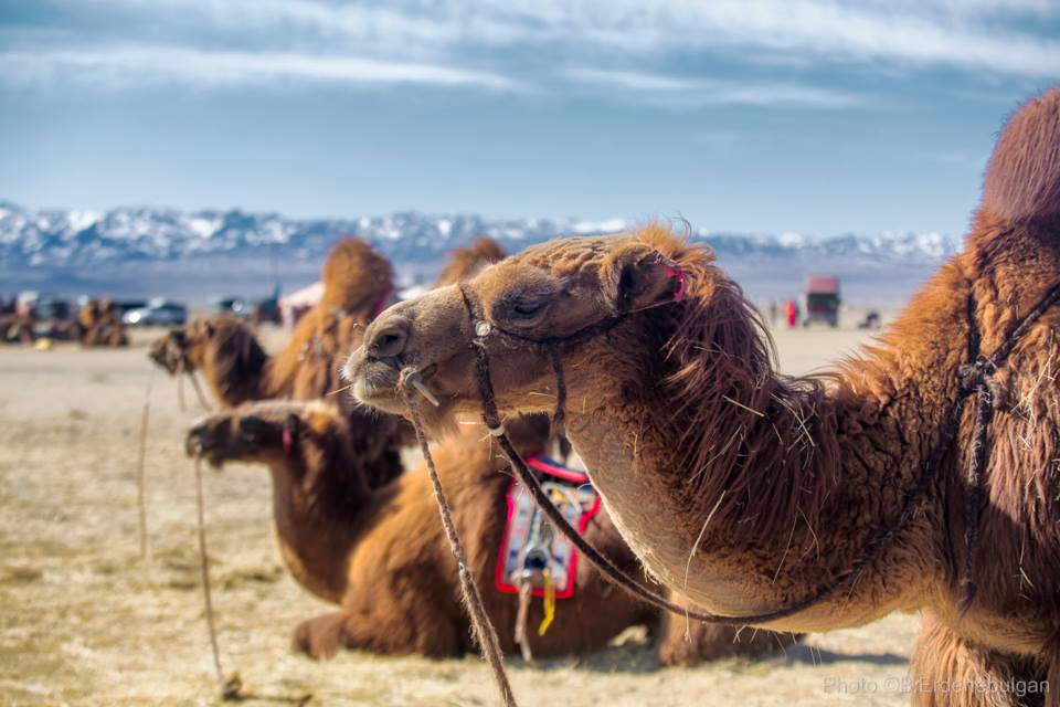 Thousand Camel Festival
