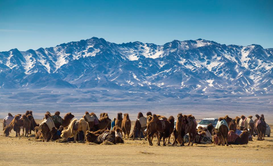 Thousand Camel Festival