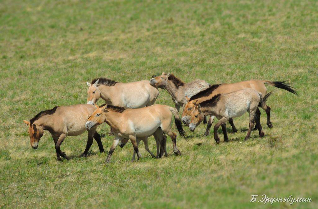 Takhi horses