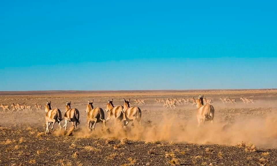 The Gobi Great Six Khulan