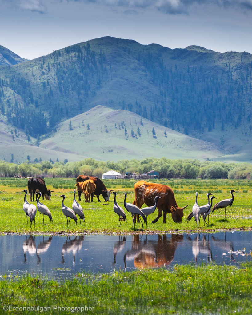 Mongolian Nomads Living with the Seasons