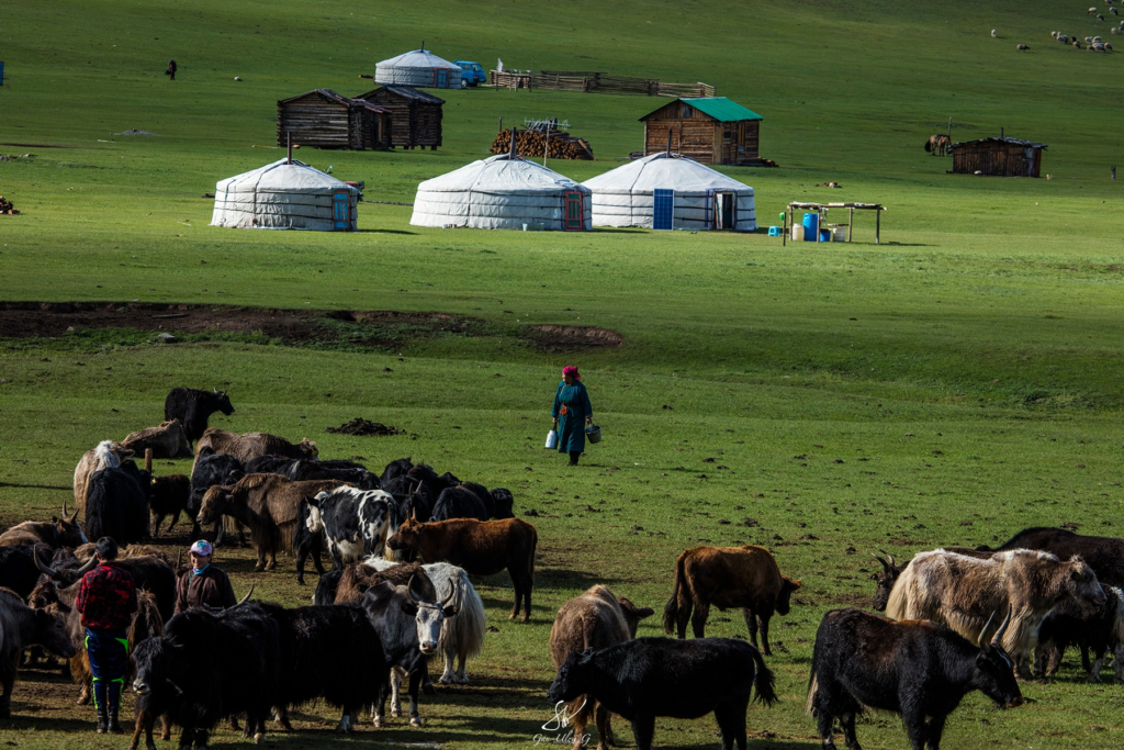 Mongolian Yak