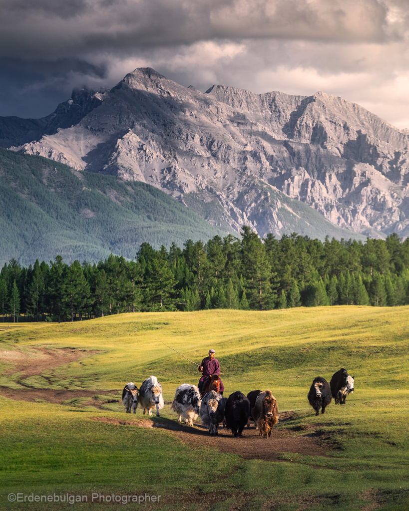 Mongolian Livestock