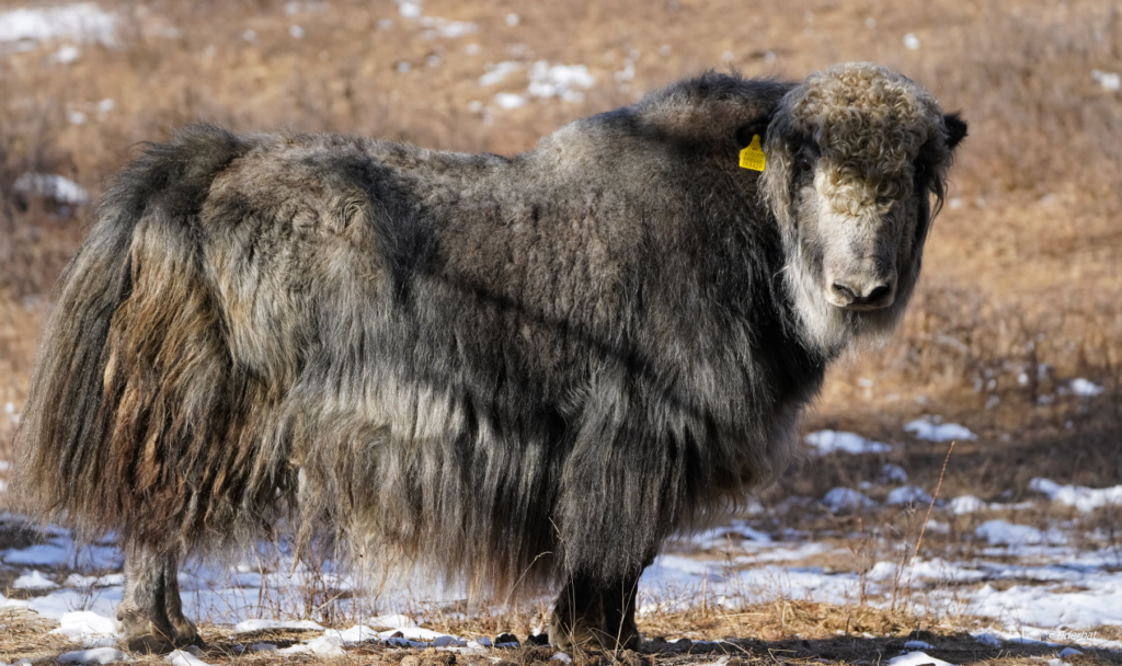 Mongolian Yak