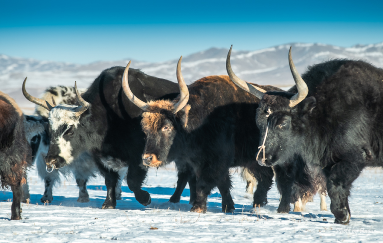 Mongolian Yak: Nurturing Nomadic Legacies